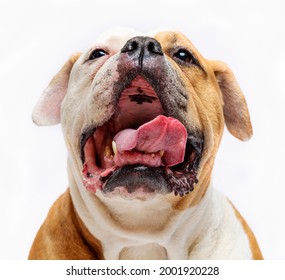 American Mastiff Gorsel Stok Fotograf Ve Vektorleri Shutterstock