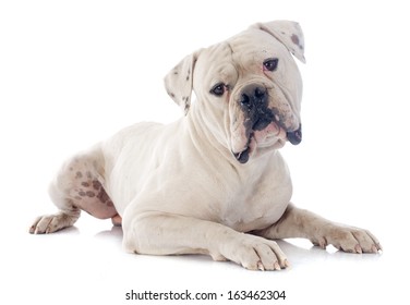 American Bulldog In Front Of White Background