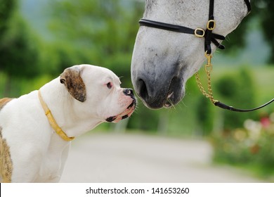 American bulldog and horse