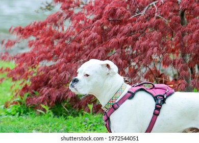 American Mastiff Gorsel Stok Fotograf Ve Vektorleri Shutterstock