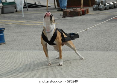 dog weight pulling cart