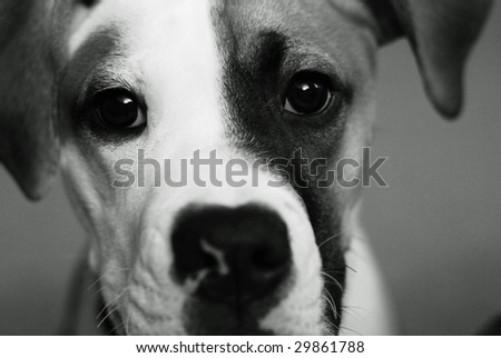 American Bulldog Puppy Stock Photo Edit Now 29861788 Shutterstock