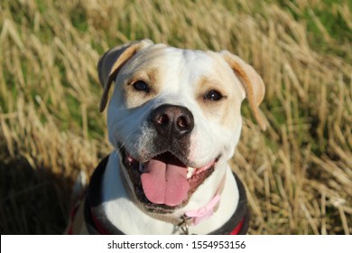 American Bulldog Puppy Close Up