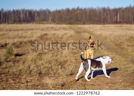 Similar – Foto Bild blonder Labrador mit Frau auf einer Lichtung