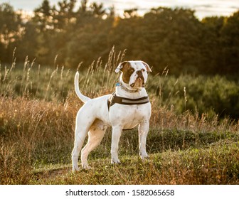 Amerikanische Bulldogge High Res Stock Images Shutterstock