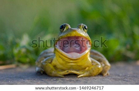 American bullfrog close up portrait