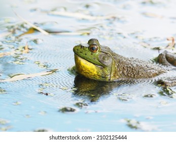 An American Bullfrog croaking in a pond or lake with ripples on the water surface from the sound's vibration.