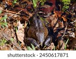 The American bullfrog (Lithobates catesbeianus), often simply known as the bullfrog in Canada and the United States, is a large true frog native to eastern North America.