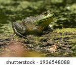 American Bullfrog, Lithobates catesbeianus, Pennsylvania, United States