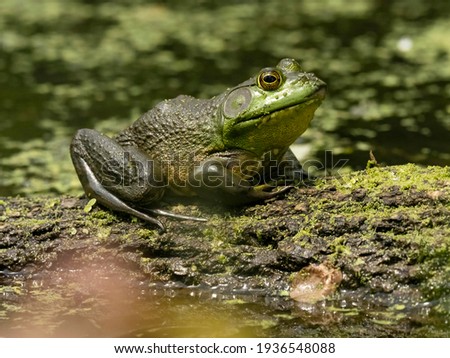 American Bullfrog, Lithobates catesbeianus, Pennsylvania, United States