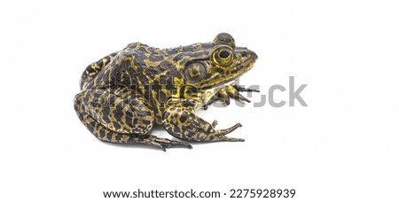 American bullfrog - Lithobates or Rana catesbeianus - large male with tympanum larger than eye size.  side profile view isolated on white background