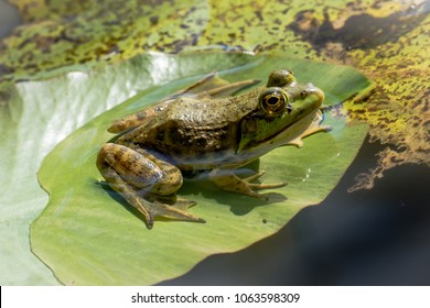 牛蛙图片 库存照片和矢量图 Shutterstock