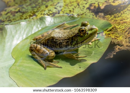 American Bullfrog on a lily pad