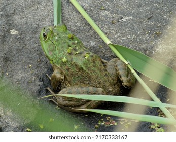 American Bullfrog On A Rock