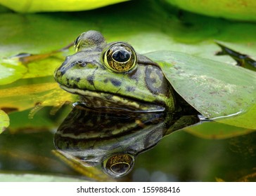 An American Bullfrog and reflection shown under lily leaves in pond with head above the surface. Photo taken in Southern California, United States. - Shutterstock ID 155988416