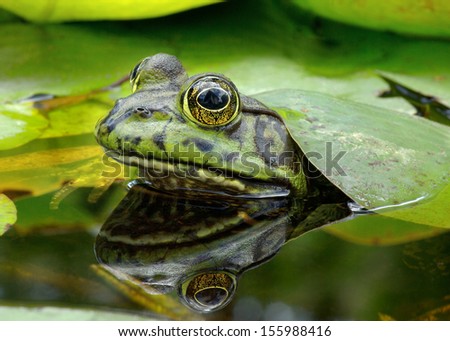 An American Bullfrog and reflection shown under lily leaves in pond with head above the surface. Photo taken in Southern California, United States.