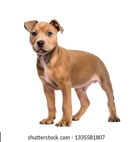 Staffordshire Bull Terrier 9 Months Old Stock Photo (edit Now) 137762162