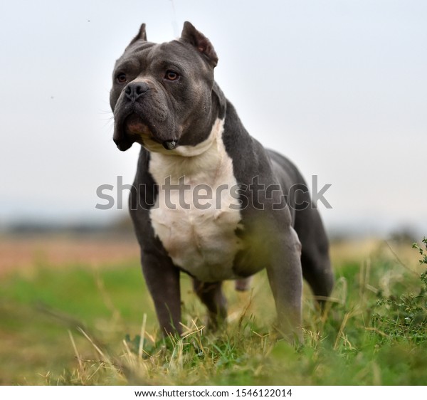 is the american bully legal in india