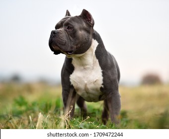 American Bully Dog On The Park