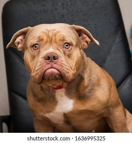  American Bully Dog Studio Shot