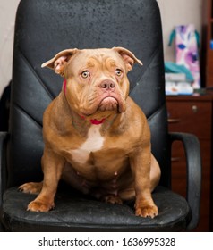  American Bully Dog Studio Shot