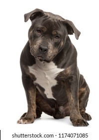 15,978 American bully Images, Stock Photos & Vectors | Shutterstock