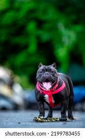 American Bully Was Standing Outdoors And Staring With Suspicious Eyes.