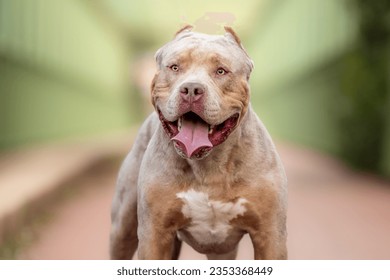 An american bully XL dog in nature - Shutterstock ID 2353368449
