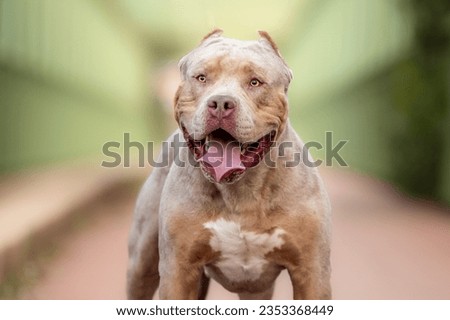 An american bully XL dog in nature