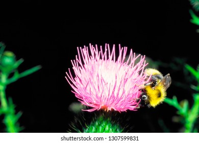 American Bumble Bee