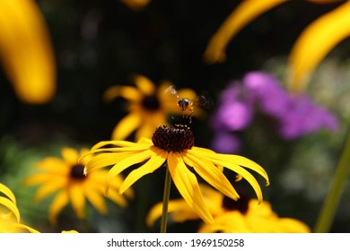 American Bumble Bee With Flower