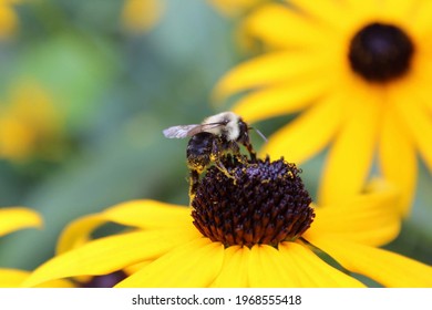 American Bumble Bee On Black Eyed Susan 