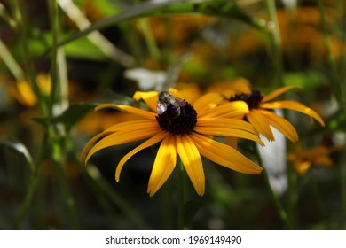 American Bumble Bee On Flower