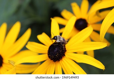 American Bumble Bee On Flower