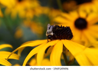 American Bumble Bee On Flower