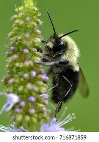 American Bumble Bee On Mint Plant Macro 