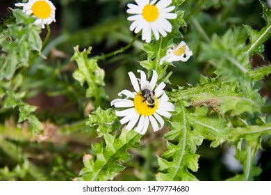 American Bumble Bee On Oxeye Daisy