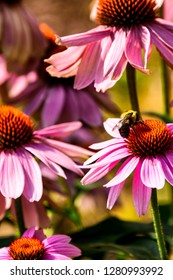 American Bumble Bee On Purple Coneflower