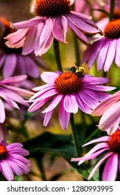 American Bumble Bee On Purple Coneflower