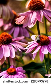 American Bumble Bee On Purple Coneflower