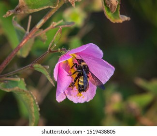 American Bumble Bee And Saltmarsh Mallow!