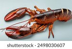 American, Canadian, Maine,  Northern or true red lobster - Homarus americanus - is found on the Atlantic coast of North America. They are a popular seafood food item boiled or steamed with butter