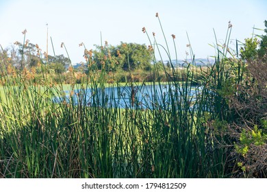 低湿地 Images Stock Photos Vectors Shutterstock