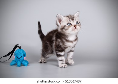 American cat