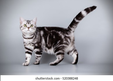 American cat