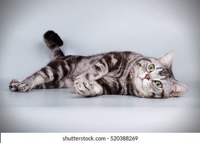 American cat