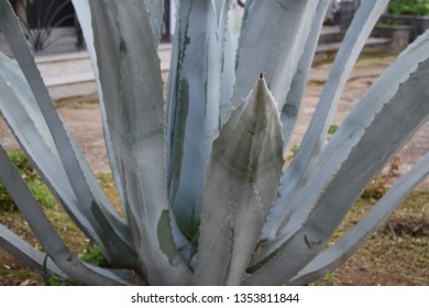 American Century Plant (Agave Americana)