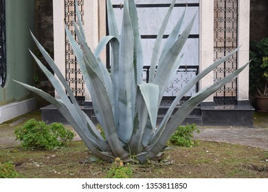 American Century Plant (Agave Americana)