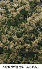 American Chestnut (Castanea Dentata)