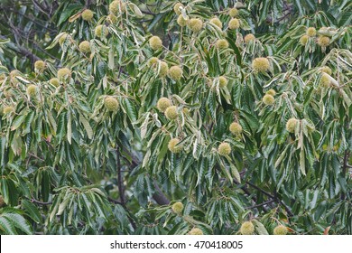 American Chestnut Fruits (Castanea Dentata)